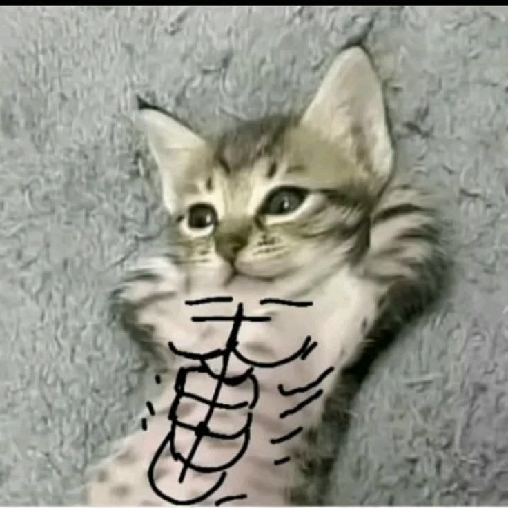 chill cat